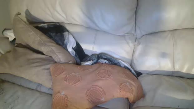 bigdicktrannynicole Chaturbate 24-07-2024 Trans