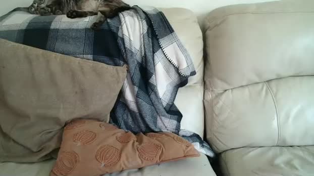 bigdicktrannynicole Chaturbate 09-10-2024 Trans
