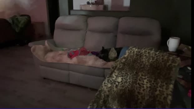 kaileeshy Chaturbate Female 31-01-2025