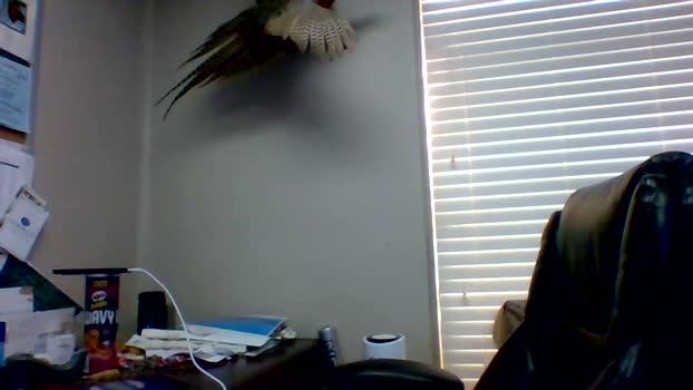 talltexxxan 19-08-2025 video deep