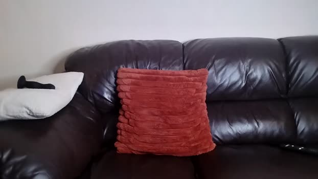 beardedtattedguy 24-10-2025 video harddick