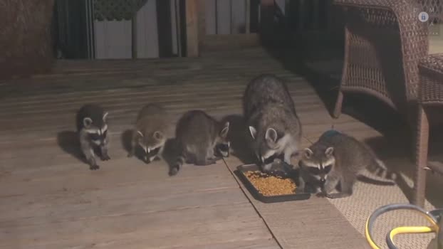 rndmzd 27-10-2025 video show