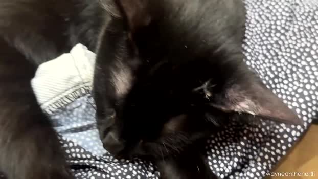 waynenorth 09-01-2026 video bj-dildo