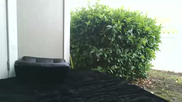 collegeitalian 06-04-2026 video ass