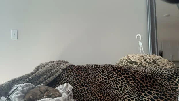 caseyyyhere 09-07-2026 cute bj-dildo toys playtime Recording